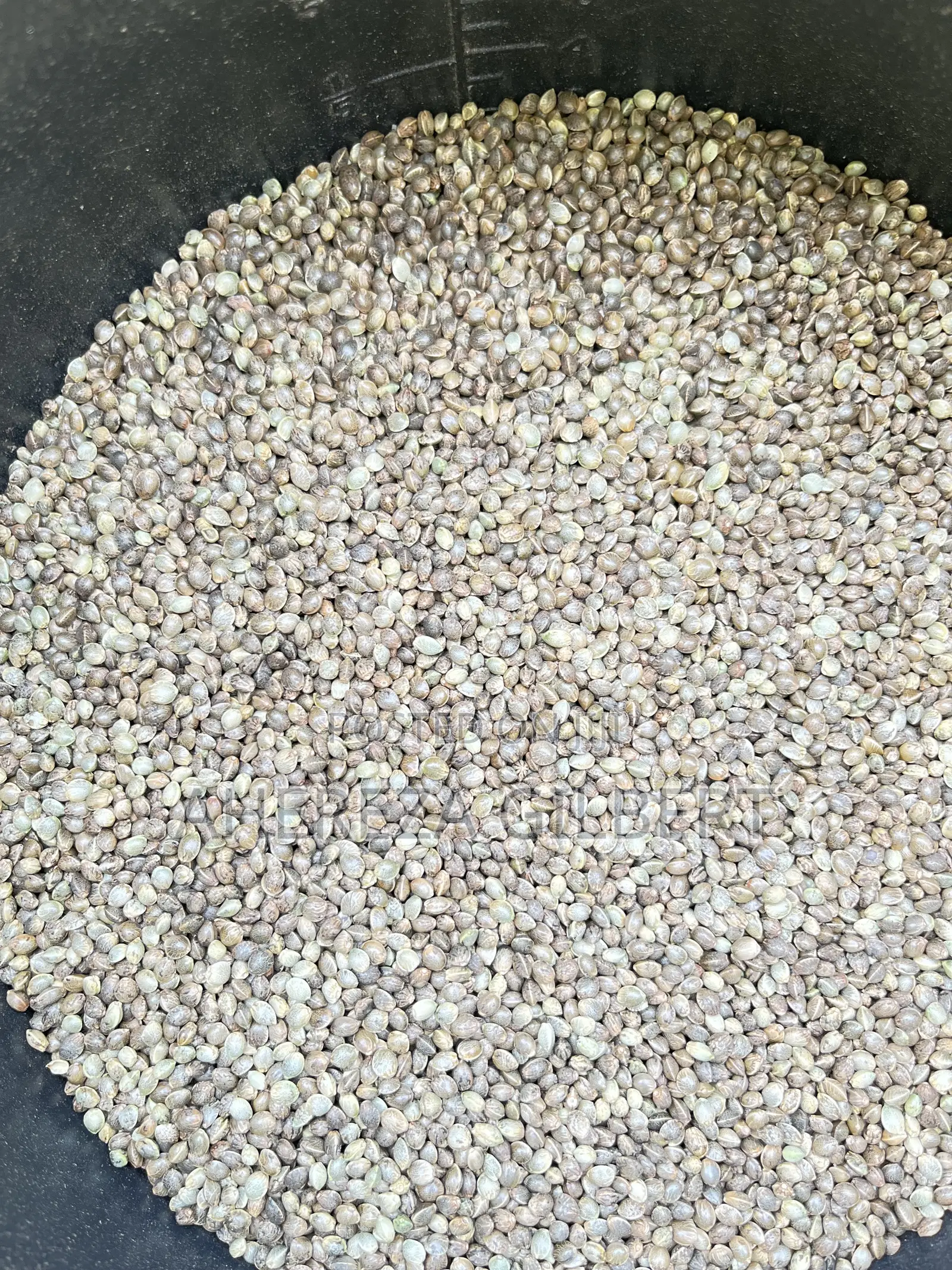 Cannabis Seeds for Medical Purposes