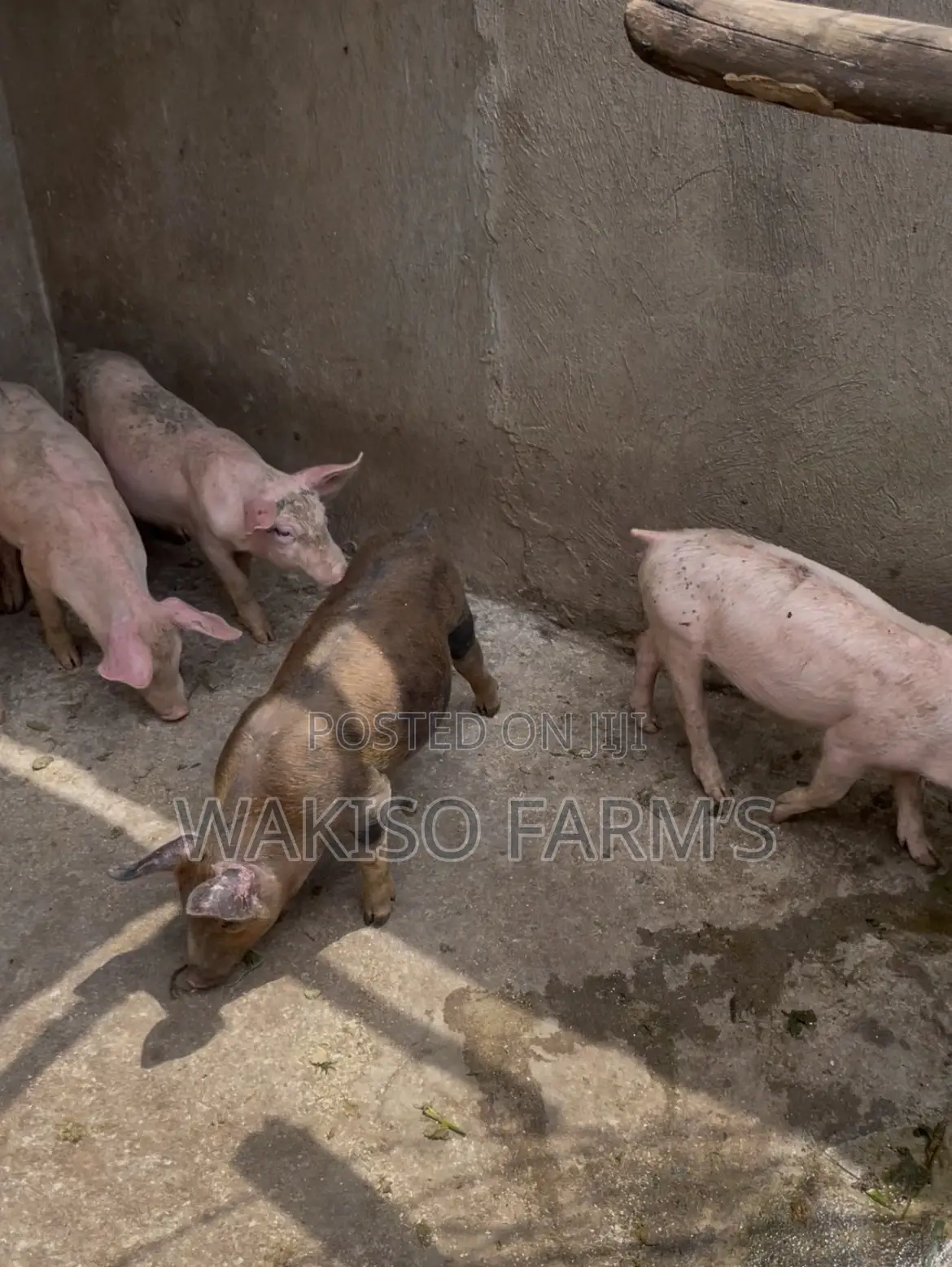 Piggery Farming