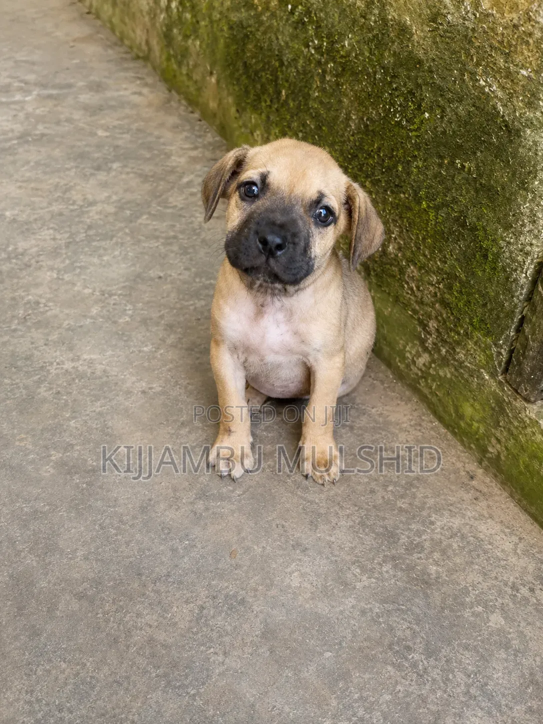1-3 months Female Purebred Boerboel