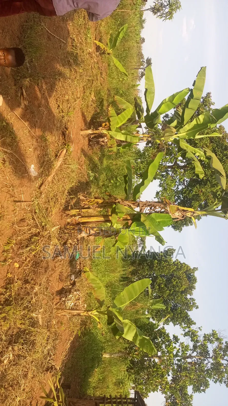100x100 Ft Plots
