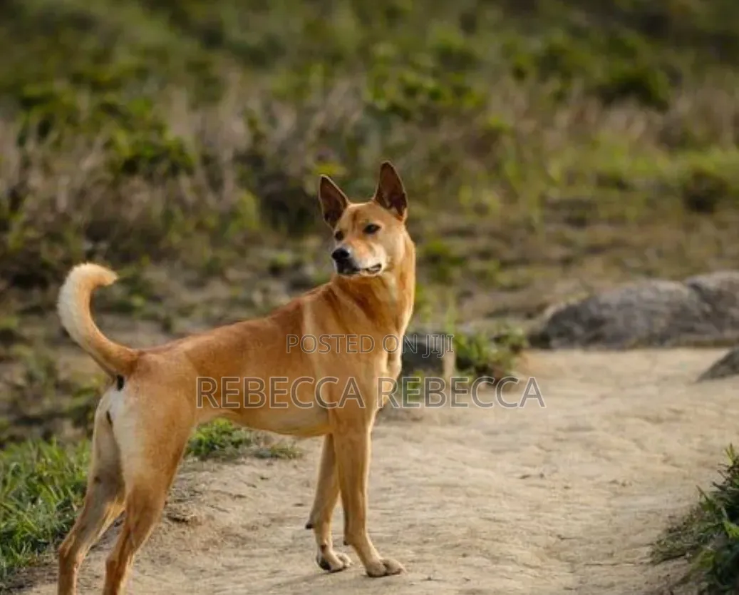 1+ year Female Purebred Dog