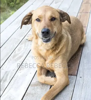 1+ year Female Purebred Dog