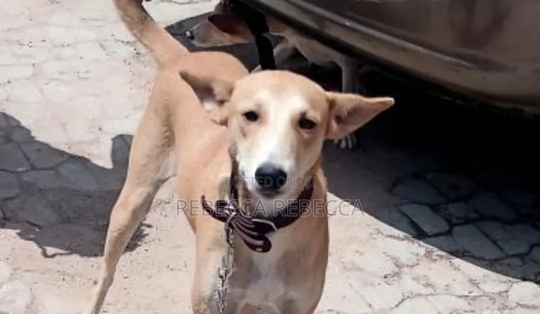 1+ year Female Purebred Dog