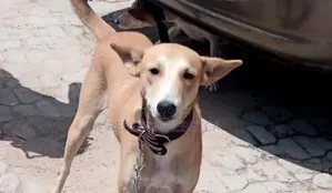1+ year Female Purebred Dog