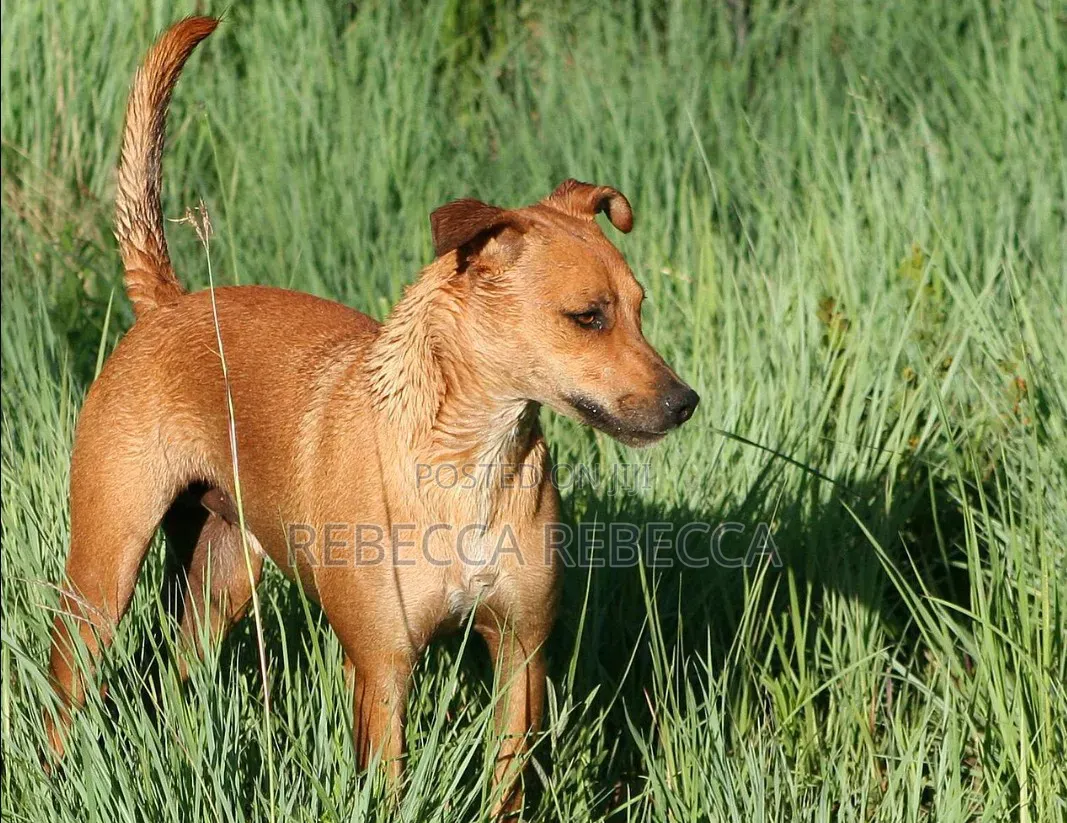 1+ year Female Purebred Dog