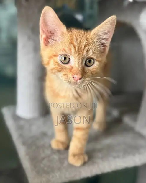 1-3 months Female Purebred Exotic