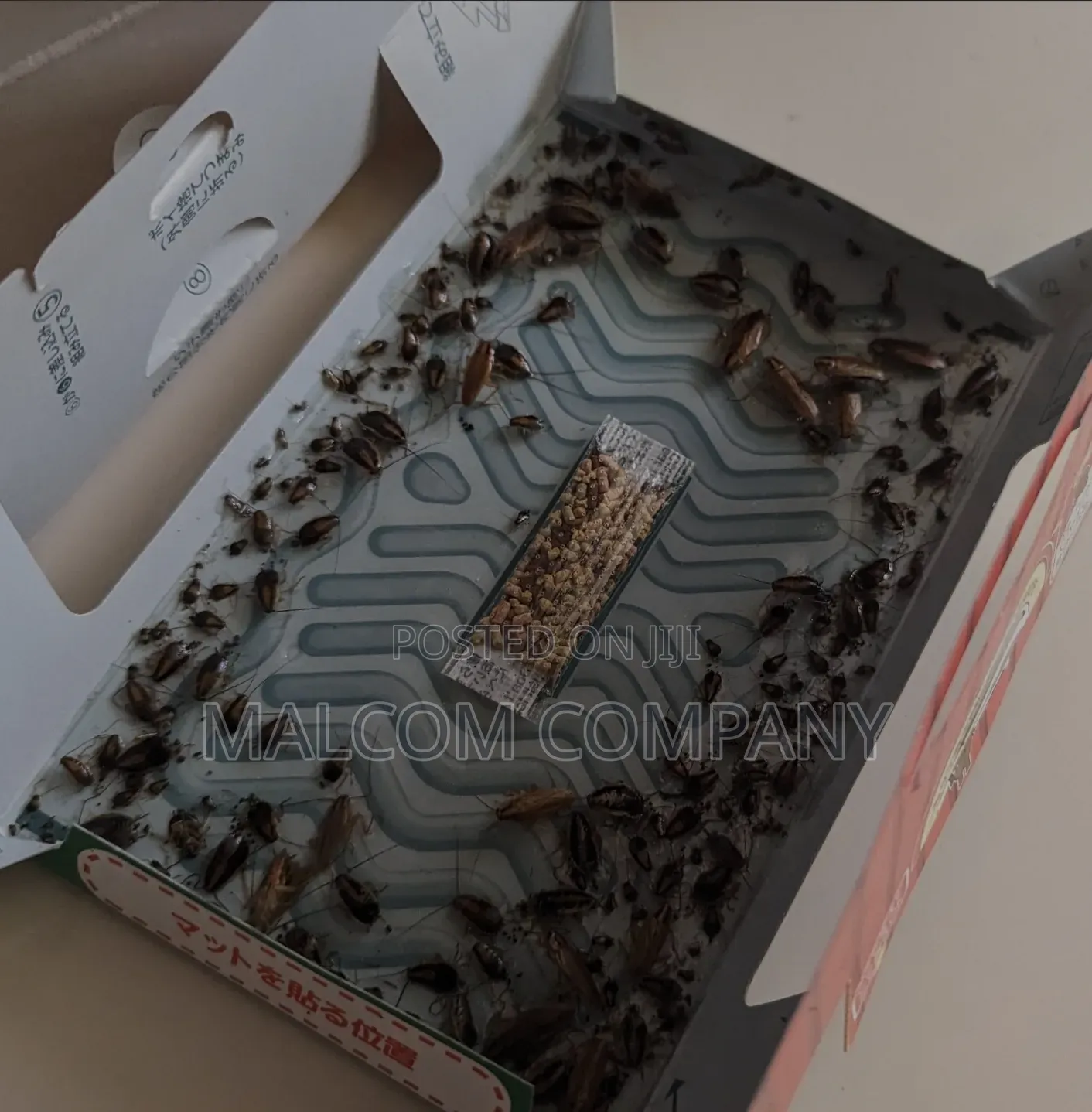 Cockroaches Gum Trap in Food Areas.