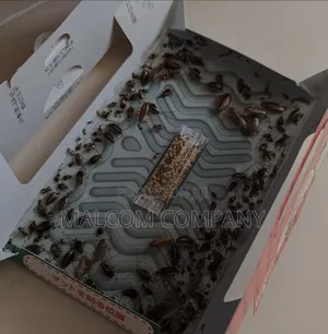 Cockroaches Gum Trap in Food Areas.
