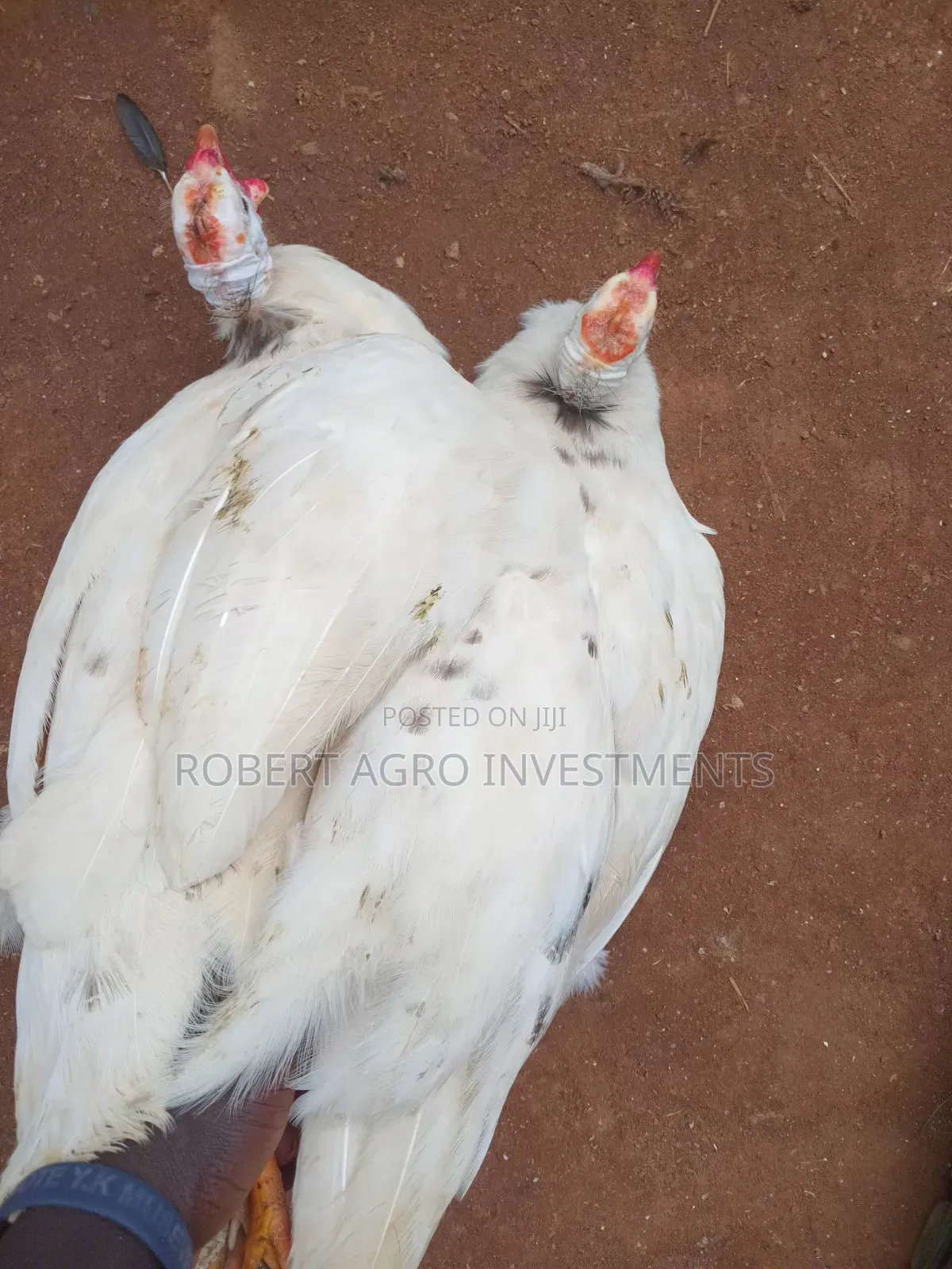 Guinea Fowl