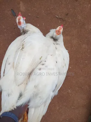 Guinea Fowl