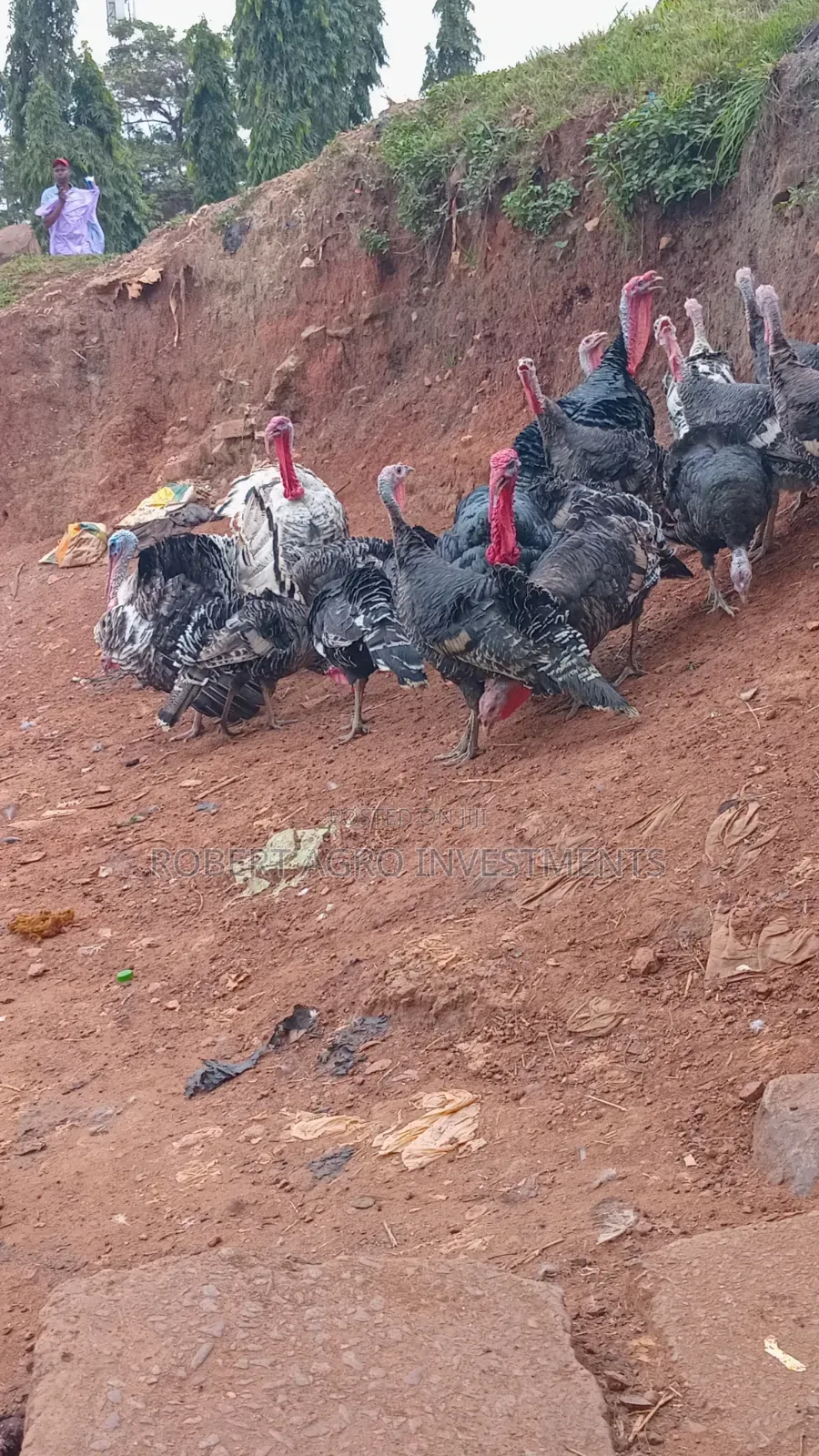 Male Turkeys