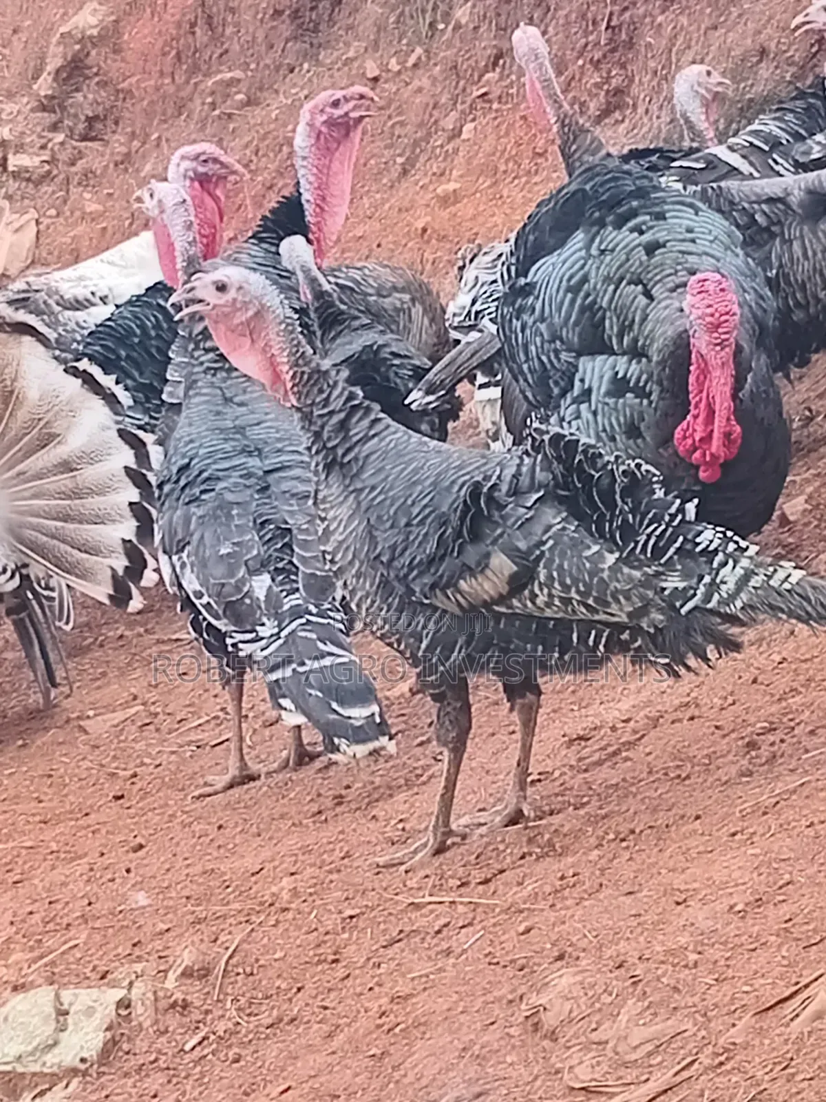 Male Turkeys