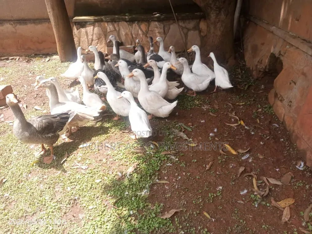 Pekin Ducks