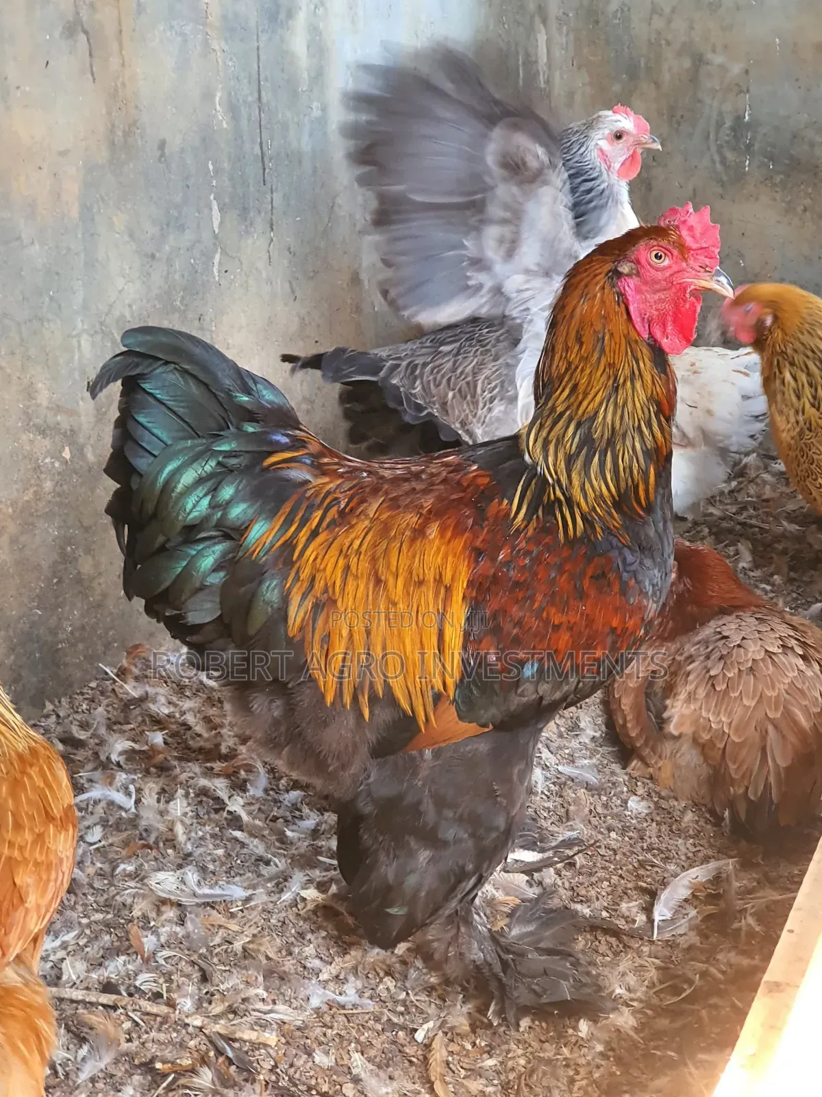 American Abrahama Chicken