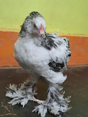 American Abrahama Chicken
