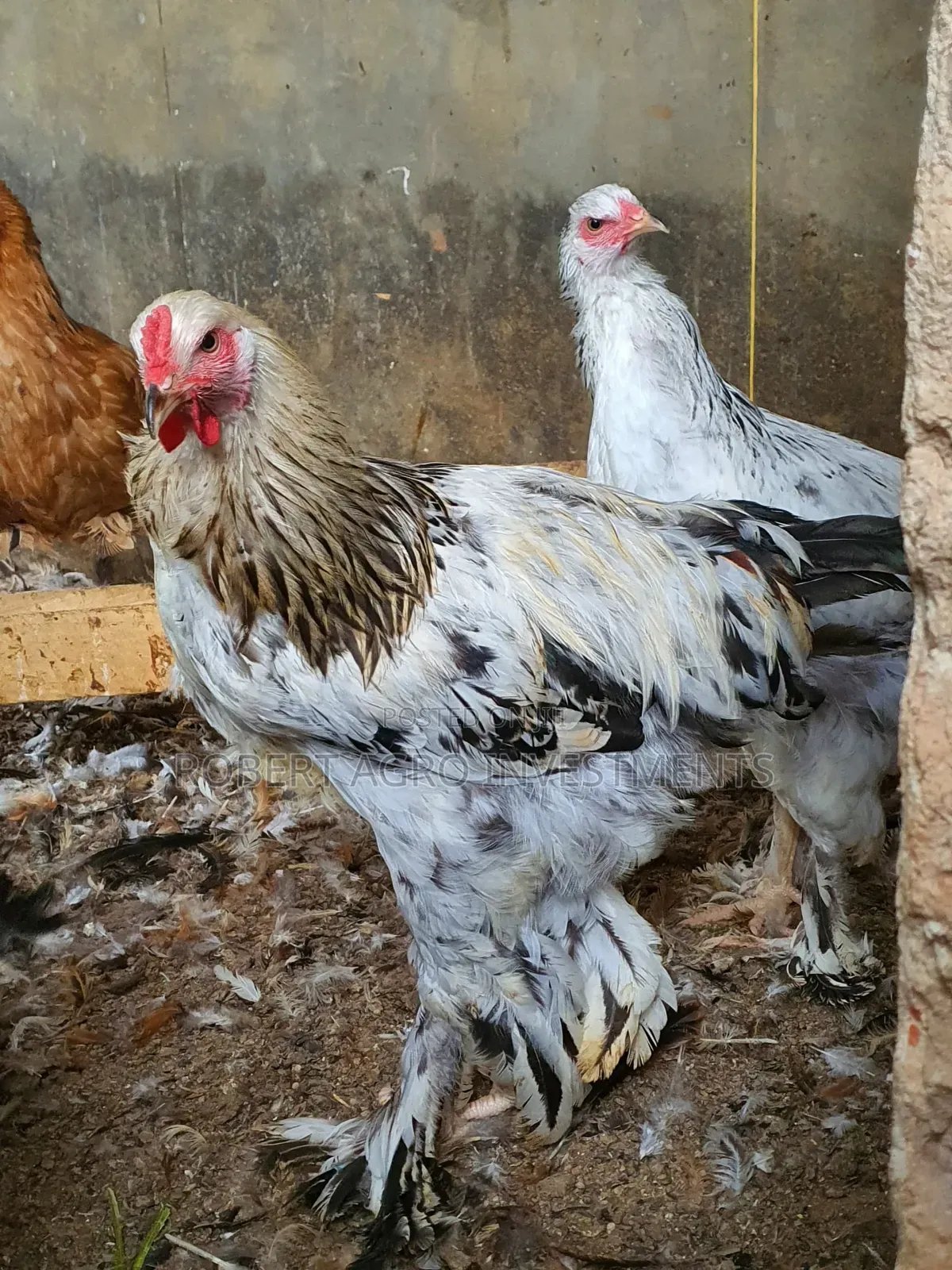 American Abrahama Chicken