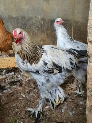 American Abrahama Chicken