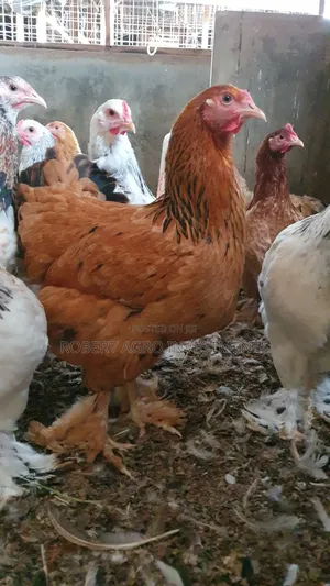 American Abrahama Chicken