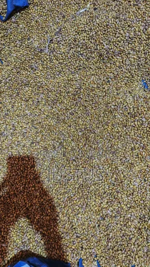 Beans (Yellow)