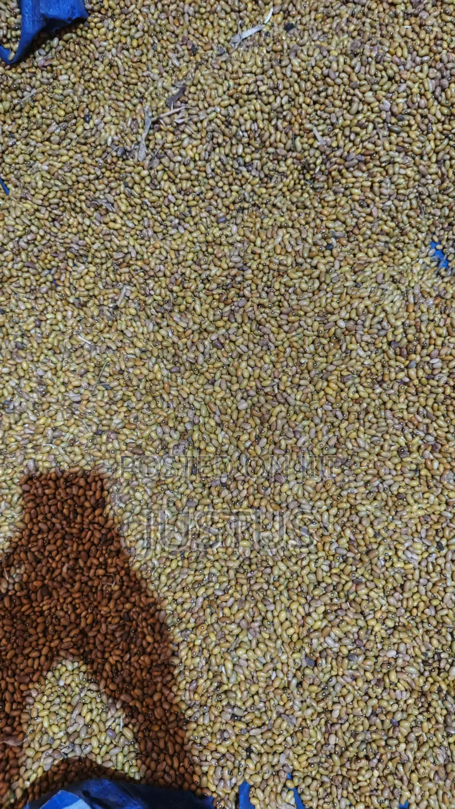 Beans (Yellow)