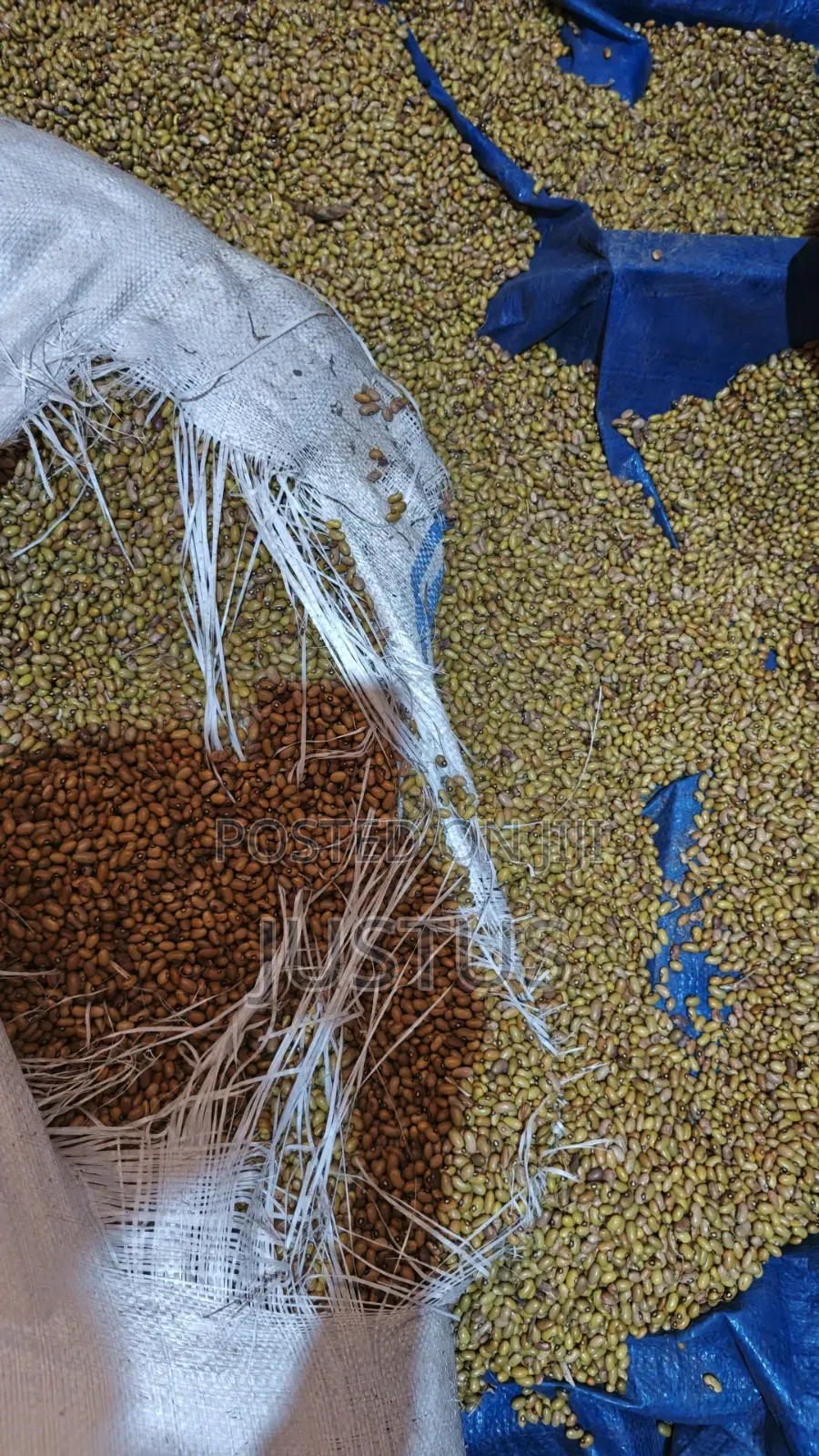 Beans (Yellow)