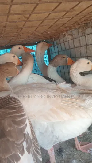 Mature Geese From Rearing