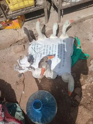 Mature Geese From Rearing