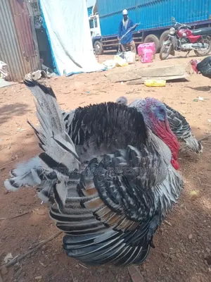 Mature Male Turkey