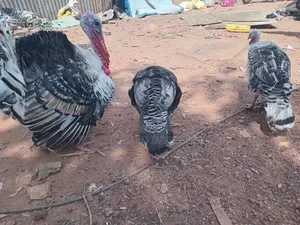 Male and 2 Female Turkeys