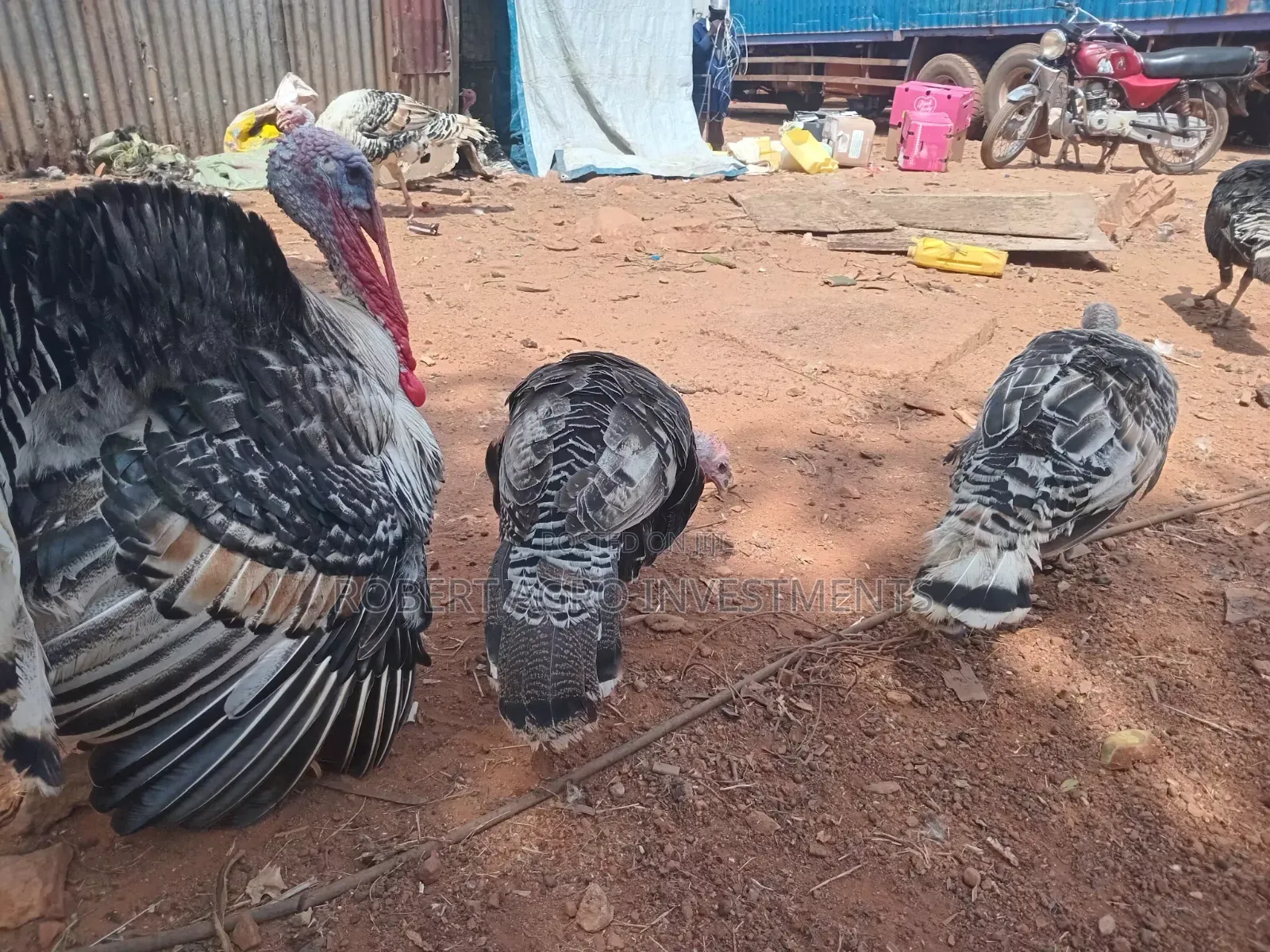 Male and 2 Female Turkeys