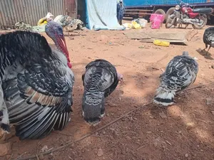 Male and 2 Female Turkeys