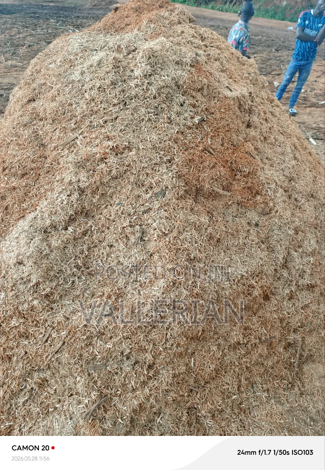 Saw Dust Epumbu