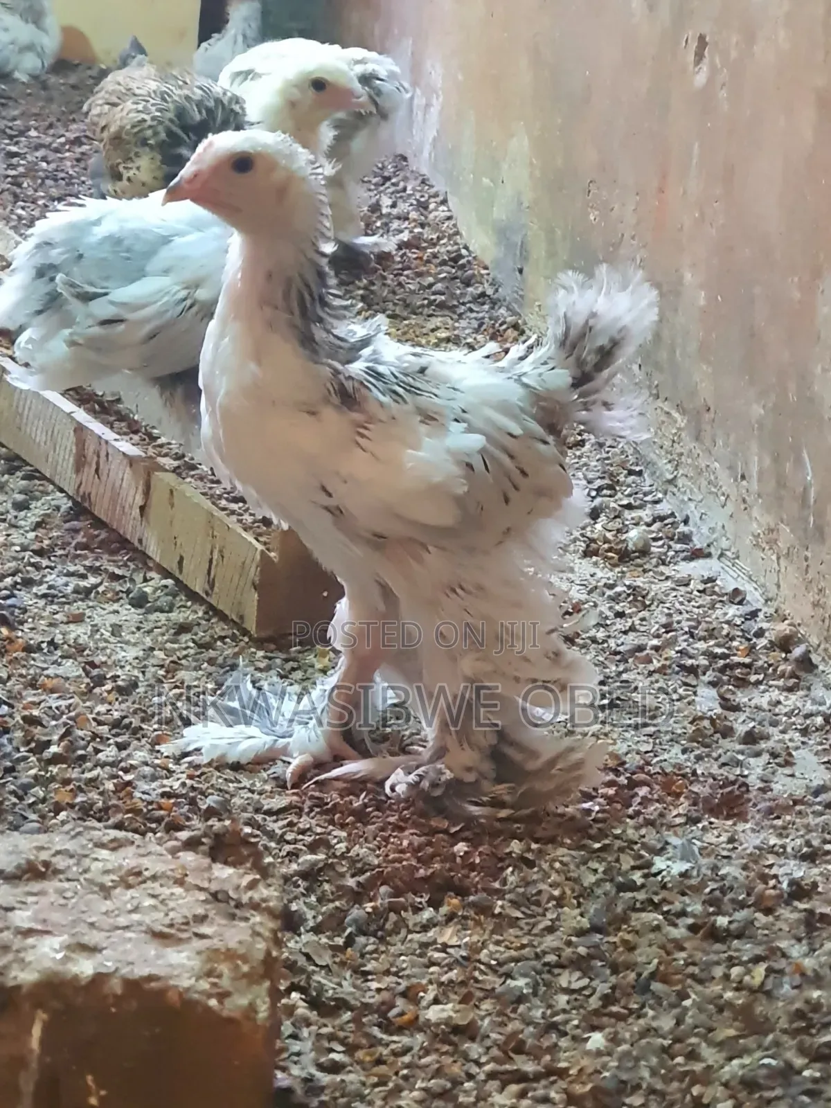 Brahma Chicks