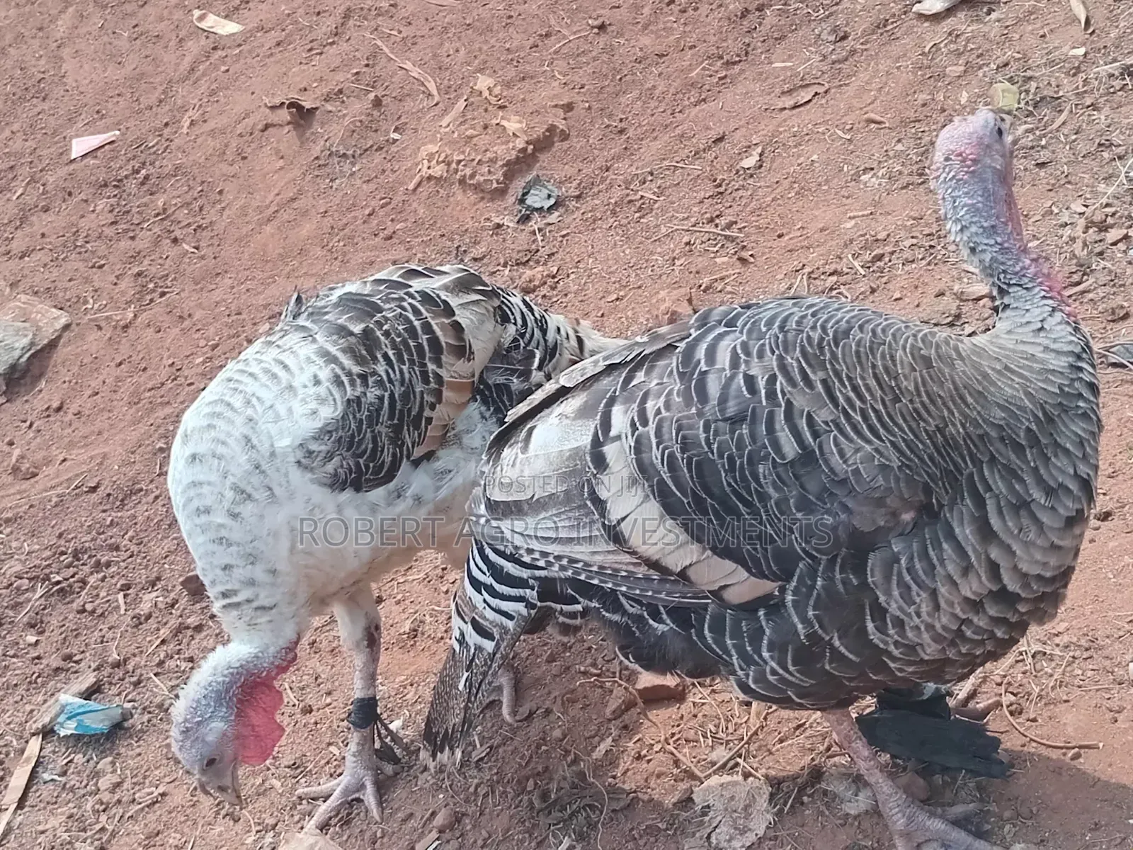Two Female Turkeys