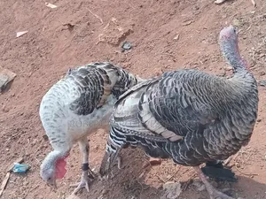 Two Female Turkeys