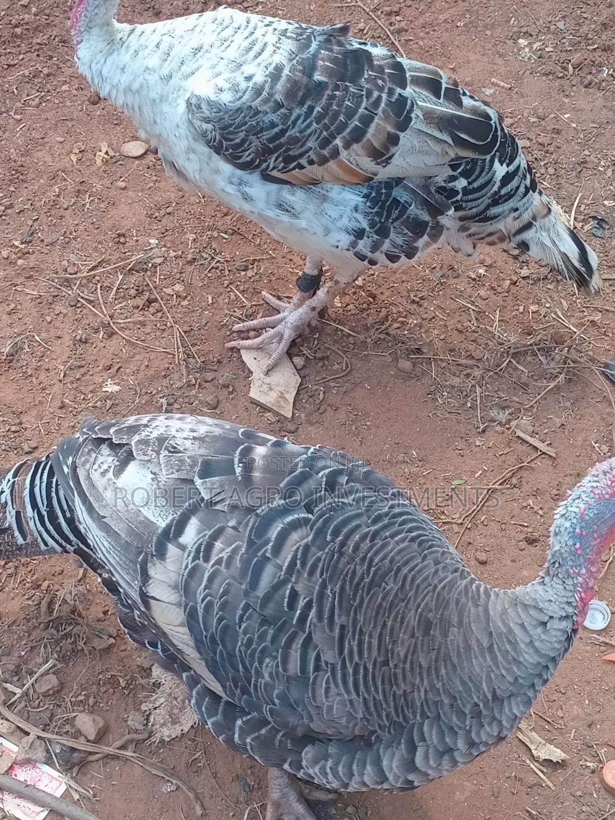 Two Female Turkeys