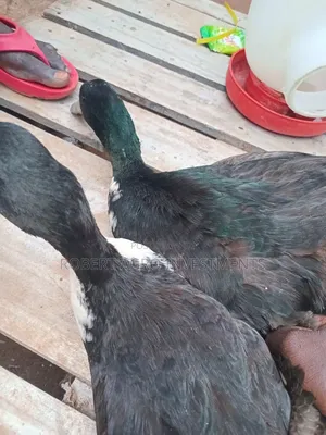 Black Swedish Ducks