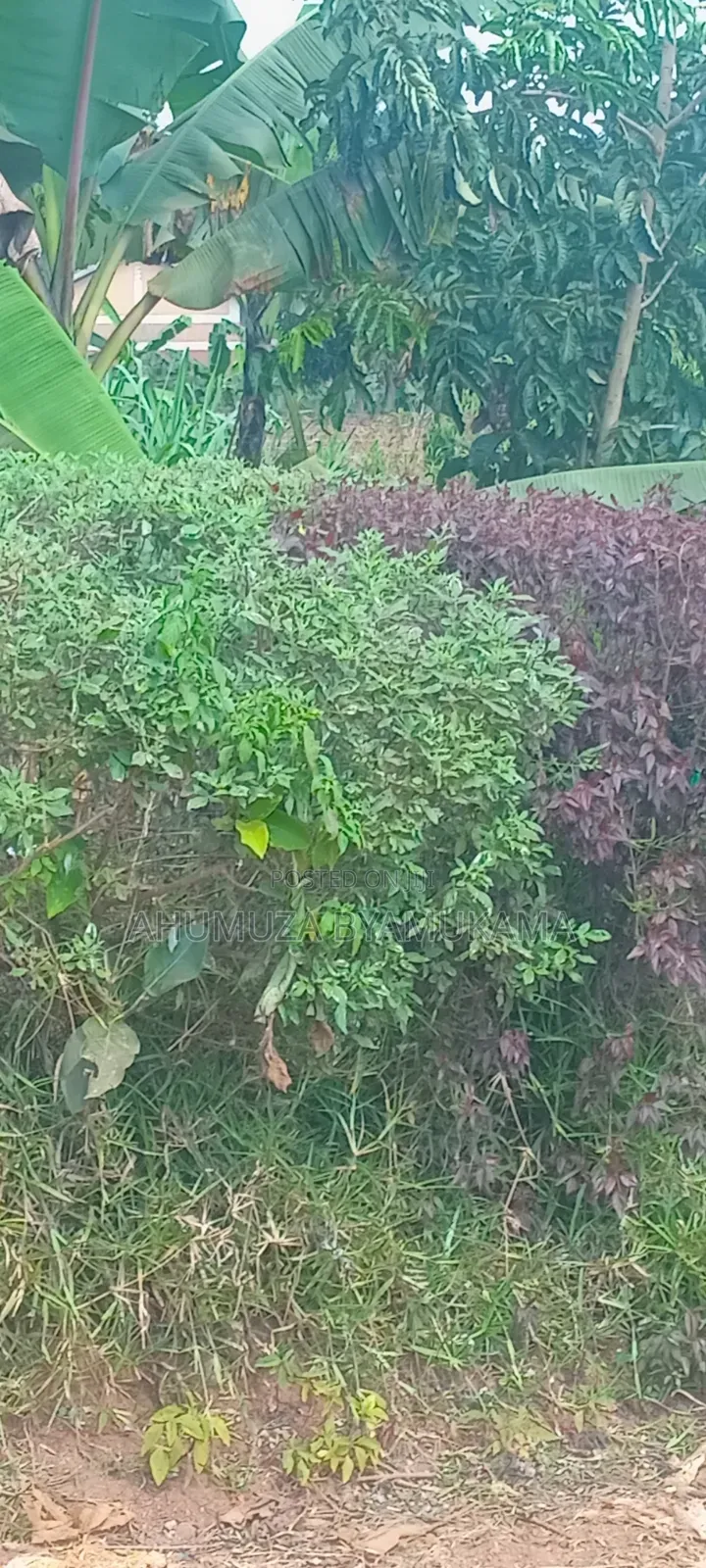 Bwerenga Plot