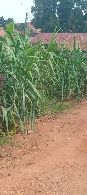 Wakiso - Bakka Plot