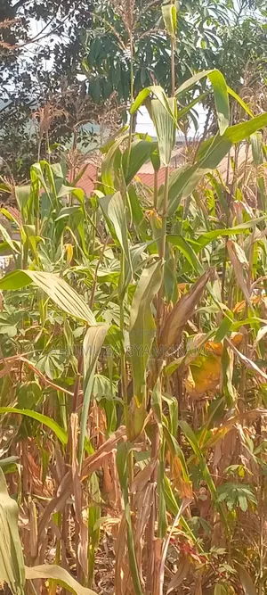 Kabale,Katabi Entb Plot