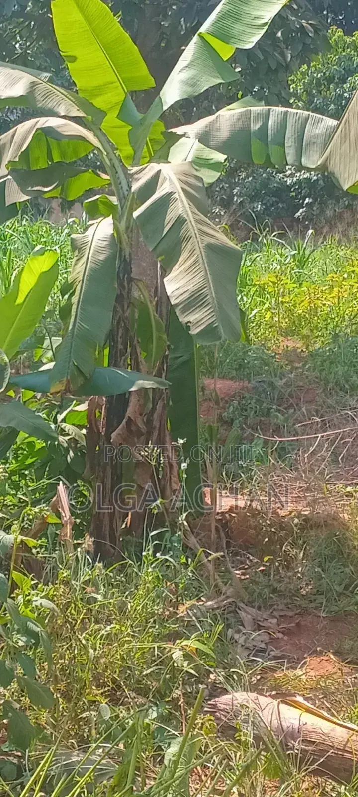 Katale- Seguku Plot Entb Rd