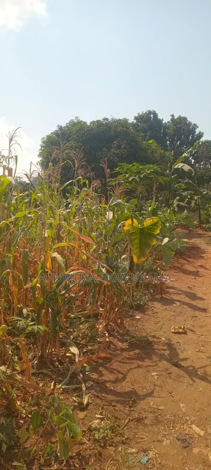 Nalugala Plot .Entb Rd
