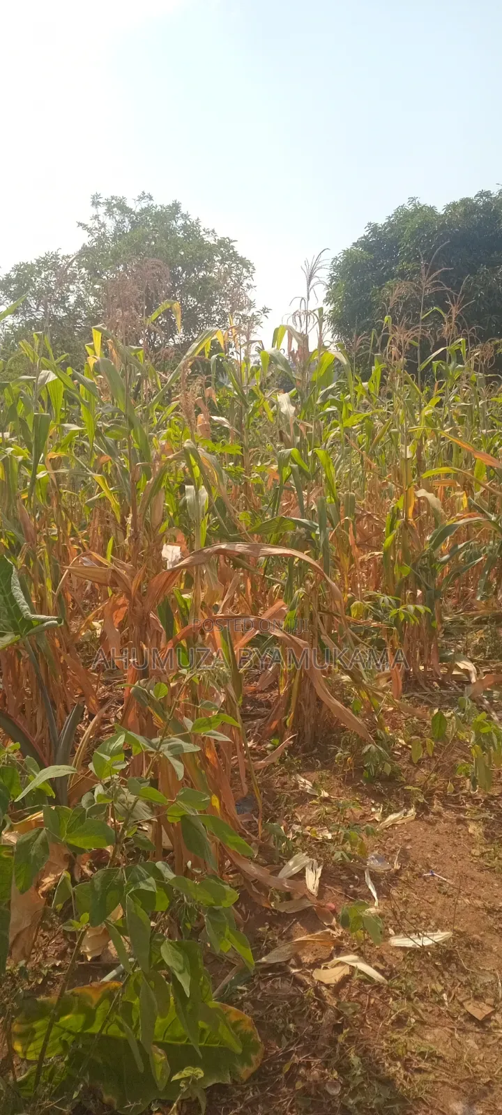 Nalugala Plot .Entb Rd