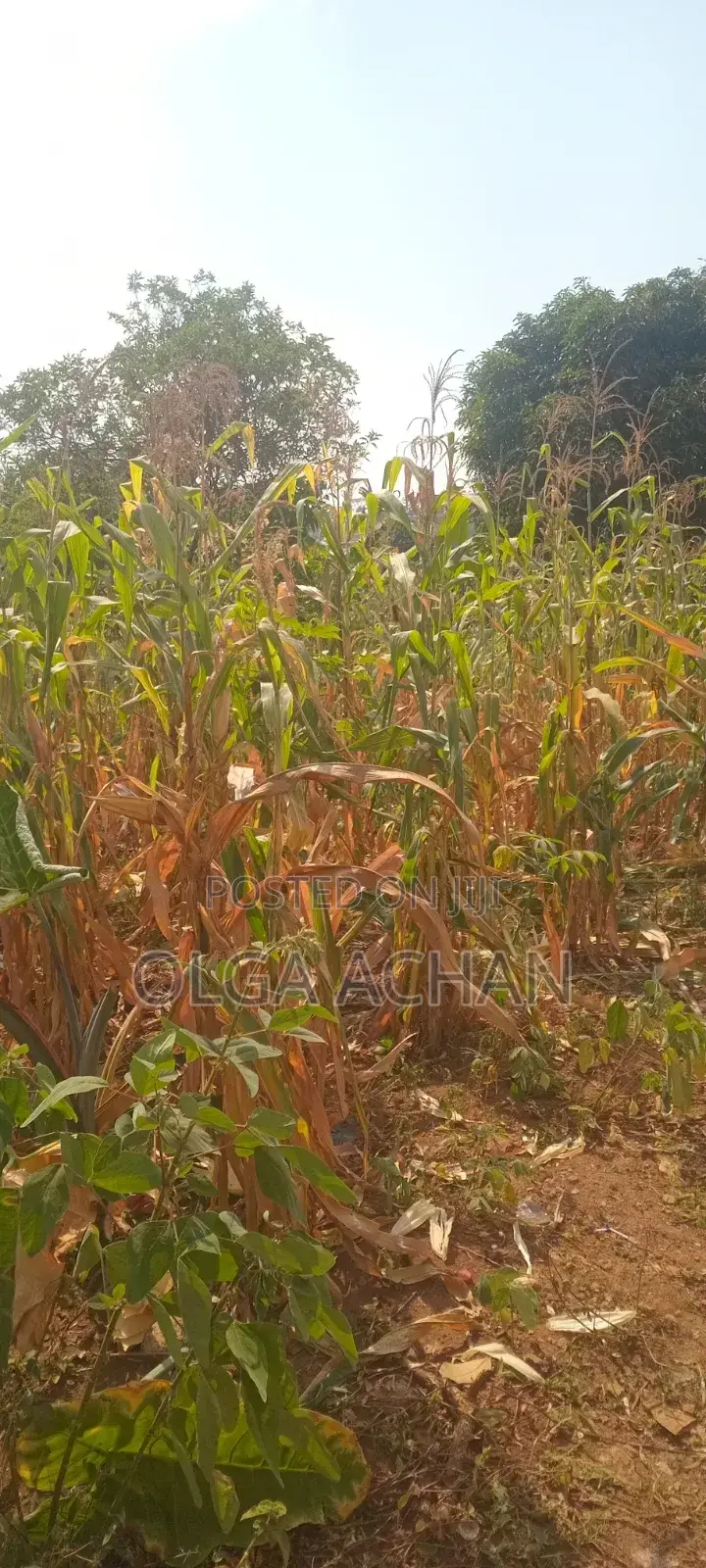 Nalugala Plot .Entb Rd