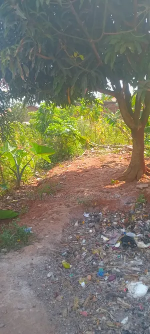 Kyanja Plot
