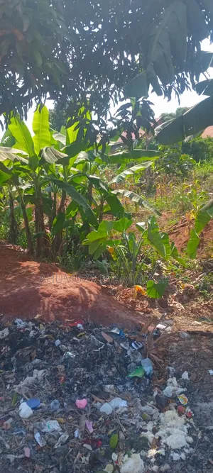 Kyanja Plot