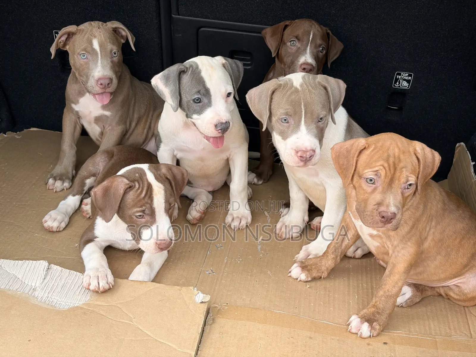 1-3 months Male Purebred American Pit Bull Terrier