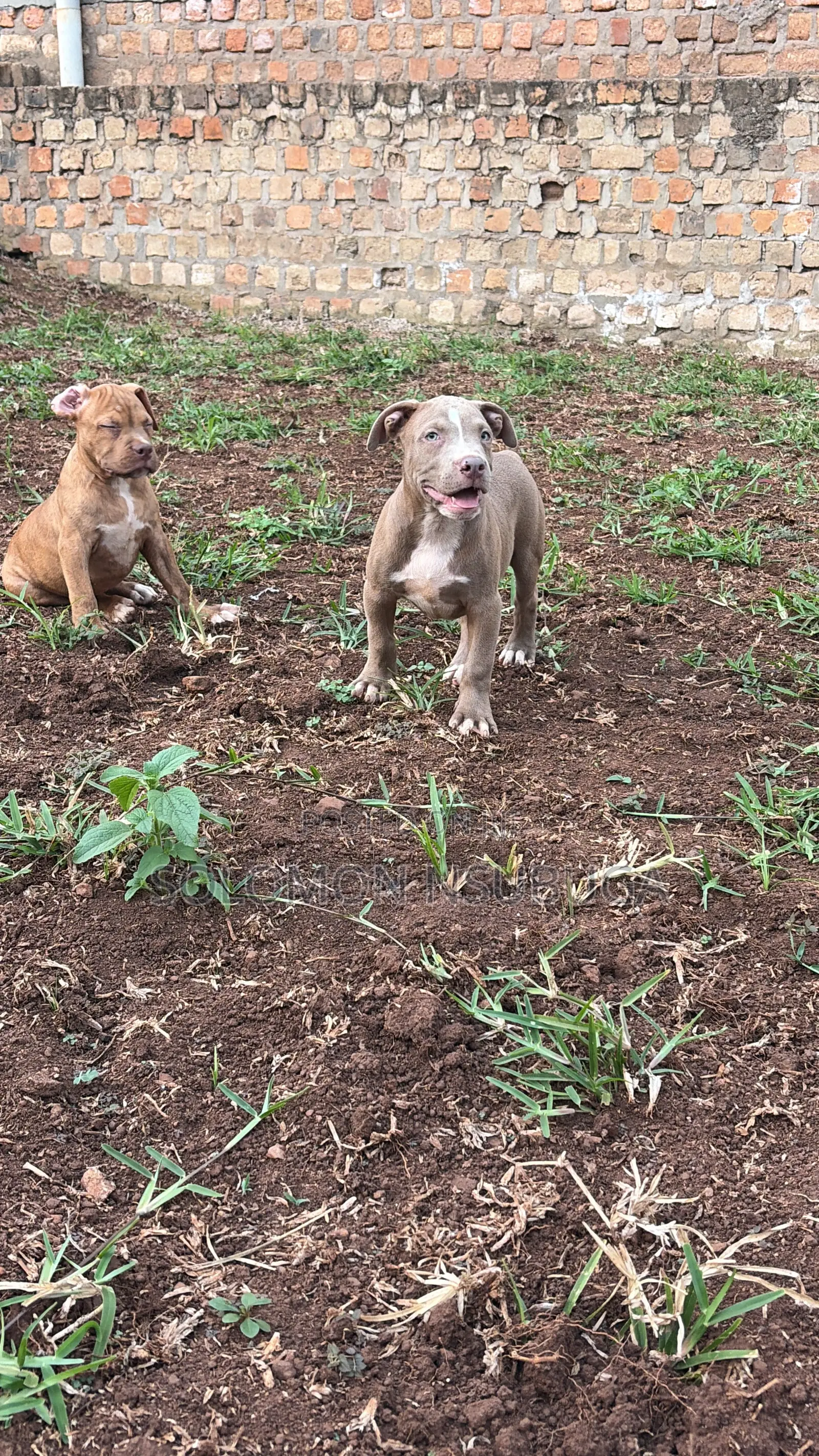 1-3 months Male Purebred American Pit Bull Terrier