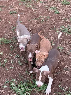 1-3 months Male Purebred American Pit Bull Terrier