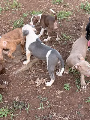 1-3 months Male Purebred American Pit Bull Terrier